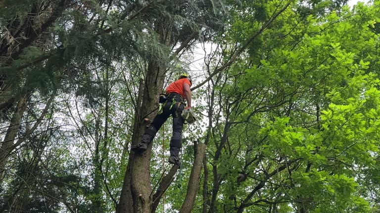 How Our Tree Care Process Works  in Lexington, IL